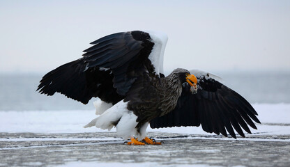 Steller's sea eagle