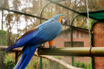 Blue-yellow Macaw parrot sits on a branch in a cage in a zoo, soft focus