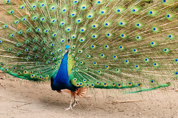 Obraz premium Male indian peafowl blue (Pavo cristatus) showing his spread tail, courtship of females 