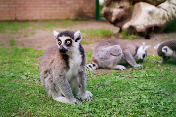 Cute young lemur (ring-tailed lemur, ring-tailed lemur, Lemur catta) resting on the grass sitting in a cage at the zoo
