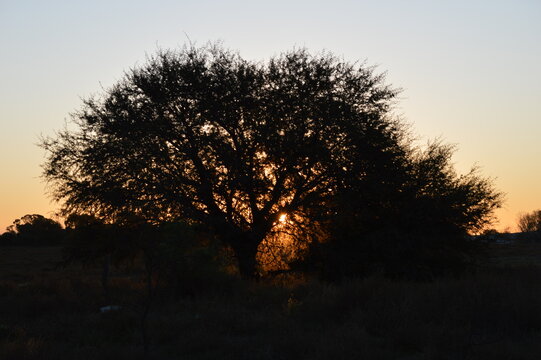 &aacute;rbol cald&eacute;n en el medio del campo al final de un atardecer