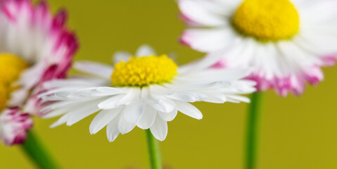 Fototapeta premium bouquet of white and pink daisies on a yellow background