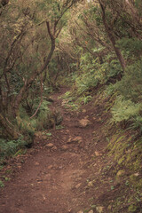 Enchanting Path: Journey Through Dense Tropical Forest of Tenerife