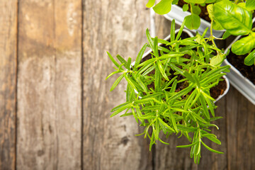 Herbs in a pot. Assorted fresh herbs growing in pots on a dark textured background. Close-up. Rosemary, basil, mint, thyme and oregano. Mixed fresh aromatic herbs in a pot.Spicy herbs.Place for text.
