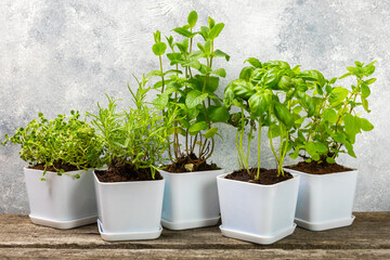 Pots with fresh aromatic herbs .Assorted fresh herbs growing in pots on a light background. Close-up. Rosemary, basil, mint, thyme and oregano. Mixed fresh aromatic herbs in a pot.Spicy herbs.