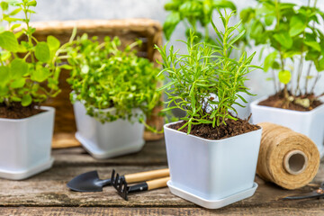 Pots with fresh aromatic herbs .Assorted fresh herbs growing in pots on a light background. Close-up. Rosemary, basil, mint, thyme and oregano. Mixed fresh aromatic herbs in a pot.Spicy herbs.