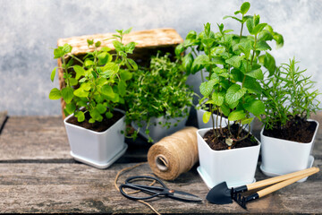 Pots with fresh aromatic herbs .Assorted fresh herbs growing in pots on a light background. Close-up. Rosemary, basil, mint, thyme and oregano. Mixed fresh aromatic herbs in a pot.Spicy herbs. - obrazy, fototapety, plakaty
