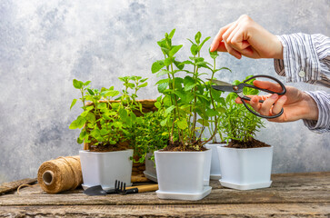 Pots with fresh aromatic herbs.Close up woman's hand picking leaves of greenery.Fresh herbs growing in pots on a light background. Rosemary, basil, mint, thyme and oregano. Fresh aromatic spicy herbs  © Avocado_studio