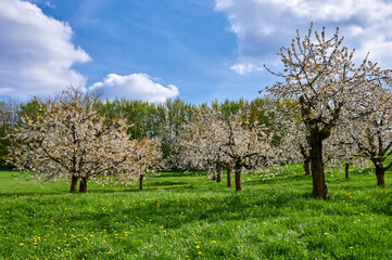 Kirschbaumblüte in der Fränkischen Schweiz, Deutschland
