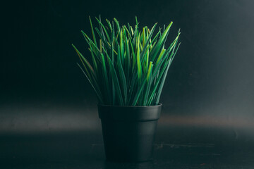 green grass on a black background