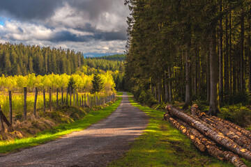 Road in a Belgian Forest with Beautiful Illumination and Fallen Tree