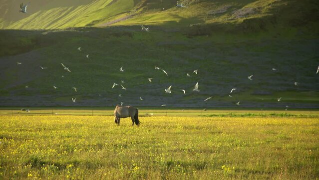 Horse grazing in pasture swarmed by arctic tern birds, Iceland summer