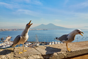Seagull on the wall of Castel dell Ovo, Egg Castle with panoramic view on mount Vesuvius in Naples, Campania, Italy, Europe. Ferries in the port of Naples.