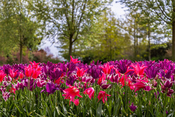 Obraz premium Tulpen