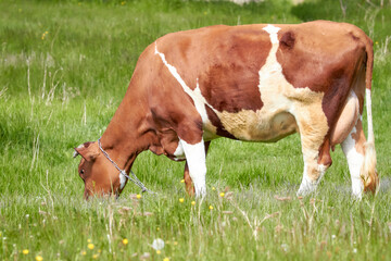 A red and white cow grazes in a meadow