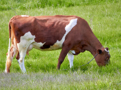 Red and white cow grazing in a meadow