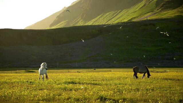 Horses grazing in meadow swarmed by arctic tern birds, breezy day Iceland