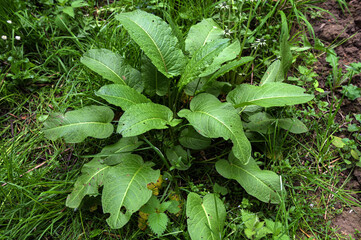 Dock plant (Rumex obtusifolius) growing in a grass meadow