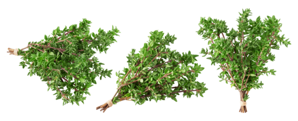 Thyme isolated on white background, full depth of field