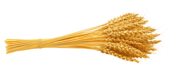Wheat isolated on white background, full depth of field