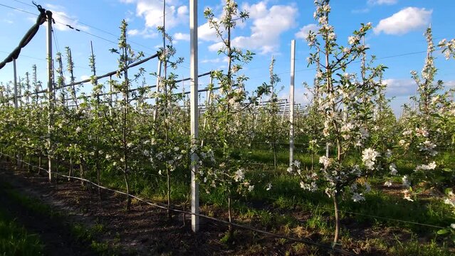 Blooming industrial apple orchard on a trellis against a blue sky