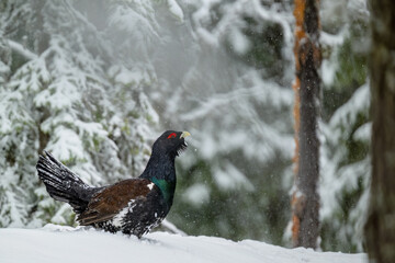Male Western Capercaillie (Tetrao Urogallus) Wood Grouse at lek during the courting season