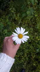 daisy in hand