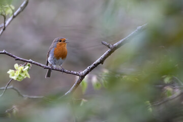 robin on a twig