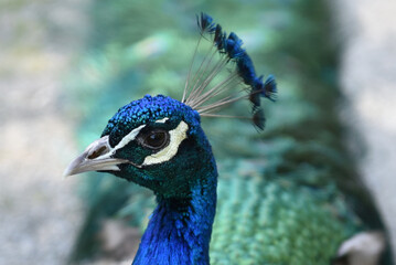 Closeup of an indean peafowl's head, Siebenbergen, Kassel, Germany