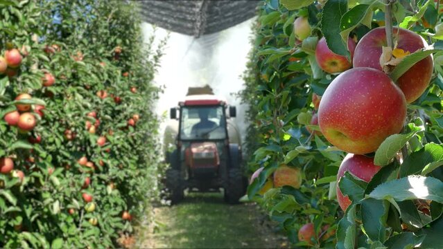 Spraying apple orchard to protect against disease and insects. Apple fruit tree spraying with a tractor and agricultural machinery