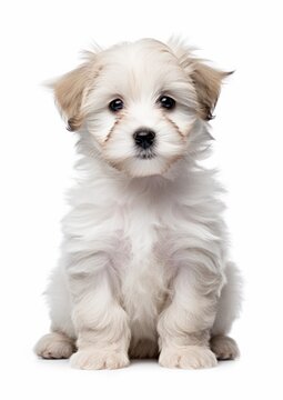 Portrait of happy and smiling cute terrier puppy dog on white background. Generative AI.
