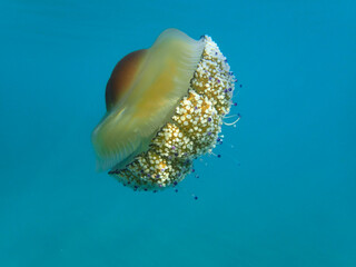 Fried egg jellyfish (Cotylorhiza tuberculata). A beautiful jellyfish swims in the Mediterranean Sea. Jellyfish dancing in dark blue sea wate, mediterranean jellyfish. jellyfish in Mediterranean sea.