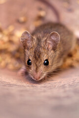 close up from forest mouse
