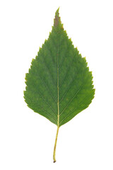 autumn leaves, aging stages