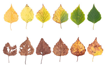 autumn leaves, aging stages