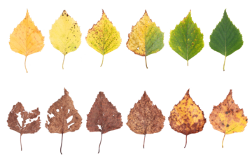 autumn leaves, aging stages