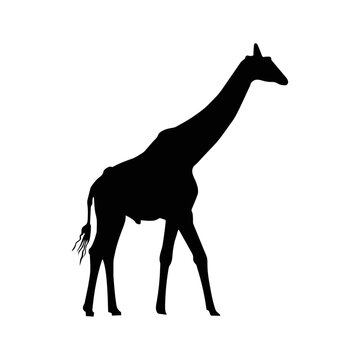 giraffe silhouette vector black silhouette of a giraffe on a white background, Giraffe, safari,savannah