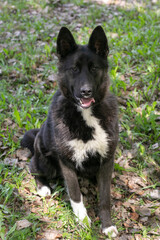 Naklejka premium black puppy dog full body photo on green grass background