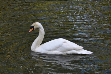 Obraz premium One white mute swan enjoy swimming in the water of park pond. Close up photo. Free copy space.