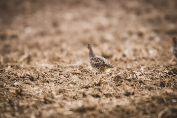 Rebhuhn auf Feld