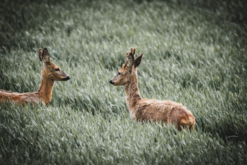 Rehe auf Feld