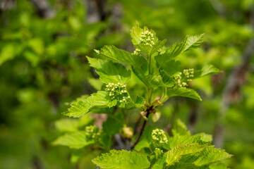 white, pink apple blossoms, apple blossoms, apple blossoms, single flowers, blossoming branches