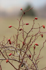 canine rose plant in winter time