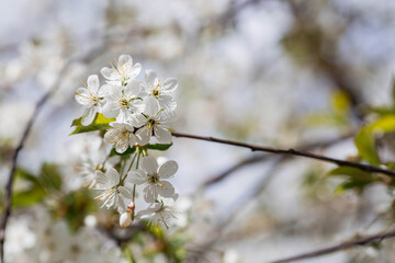 Cherry blossom in spring for background or copy space for text.