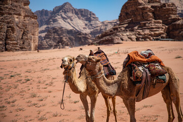 Camels wondering in the Wadi Rum National Park in Jordan