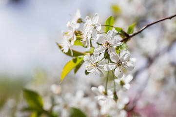Cherry blossom in spring for background or copy space for text.