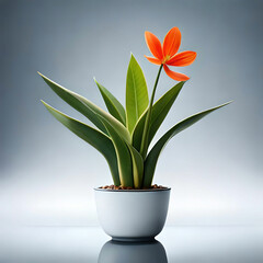 Fototapeta na wymiar flower in a vase