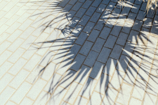 Shadow from a palm tree on paving slabs, bright sunny day