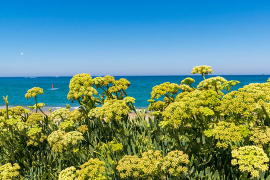 Flowers yellow on the mediterranean coast in Greece
