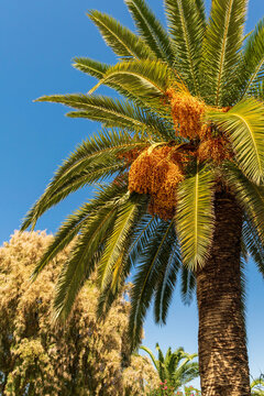 Palm tree in Greece against the blue sky